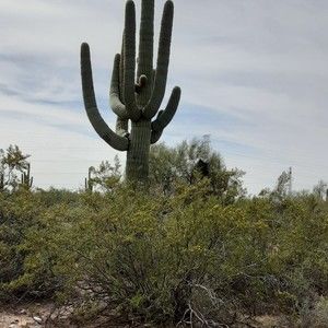 Meet your Posher, Carol